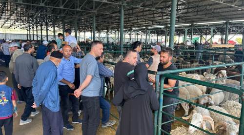 Eskişehir'de son dakika kurbanlık telaşı!