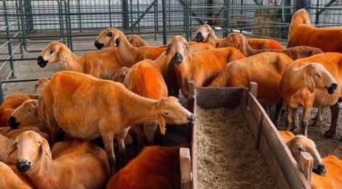Eskişehir'de son durum: Kurbanlık fiyatları ne kadar?