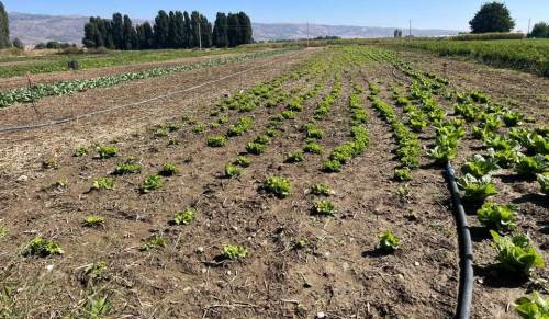 Eskişehir'de su sıkıntısı sebze meyve fiyatlarını da vurdu!