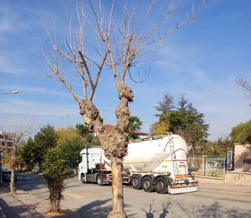 Eskişehir'de susuzluk ağaçları kuruttu!