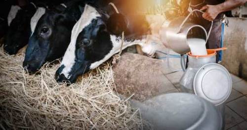 Eskişehir'de süt sığırcılığı yapacaklara özel eğitim!