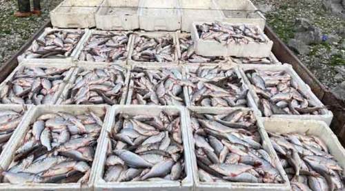 Eskişehir'de tam 400 kilo balığı bunun için avladılar