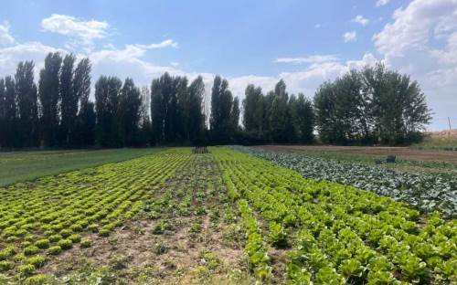 Eskişehir'de tarladaki ürün neden çürüyor? İşte sebebi...