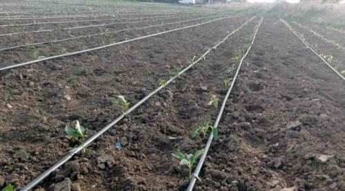 Eskişehir'de tarlaları don vurdu