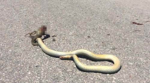 Eskişehir'de tedirginliği artıran görüntü