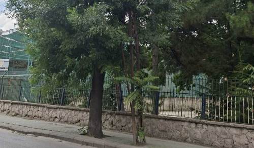 Eskişehir'de tehlike büyüyor! Elektrik direği ağacın içinde kaldı
