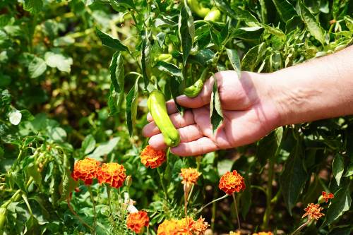 Eskişehir’de Tepebaşı sakinleri toprağın keyfini çıkarıyor