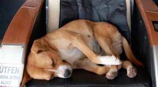 Eskişehir'de terminalin maskotu "minnoş" oldu!