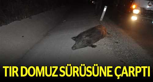 Eskişehir'de TIR domuz sürüsüne çarptı
