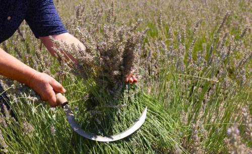 Eskişehir’de ücretsiz lavanta hasadı etkinliği