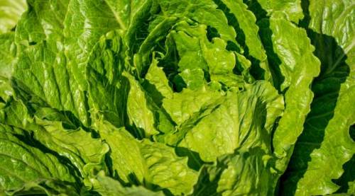 Eskişehir'de üretici dertli: Fiyatı 10 kat artıyor ama onların cebine girmiyor!