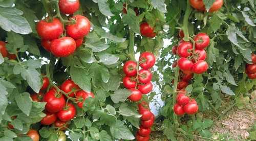 Eskişehir'de üretiliyor Türkiye'ye daığılıyor