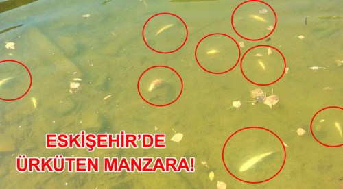 Eskişehir'de ürküten manzara!