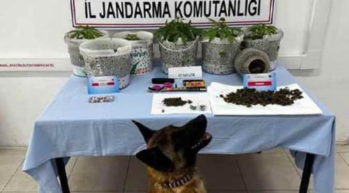 Eskişehir'de uyuşturucu yetiştiren şahıslar Akça’dan kaçamadı