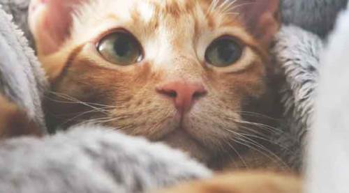 Eskişehir'de uyuz vakaları korkutuyor: Hayvanlar da tehlikede mi?