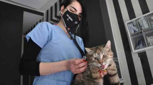 Eskişehir'de uzmanı uyardı: Kedilerde o salgın yayılıyor!