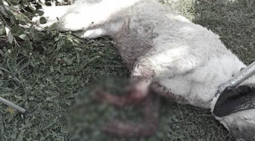 Eskişehir'de vahşet: Kanlar içinde bulundu