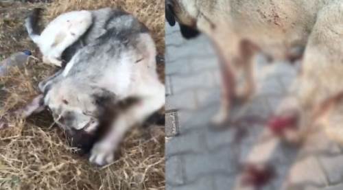 Eskişehir'de vahşetin cezası ev hapsi: Yavruyu vurdu, annenin bacağını kesti