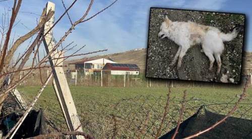 Eskişehir'de vahşi soygun: Köpeği öldürüp...