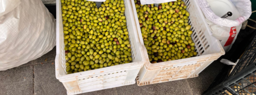 Eskişehir’de vatandaşlar ev yapımı zeytine yöneldi