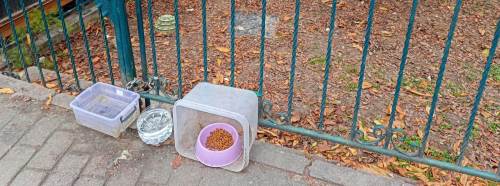 Eskişehir’de vatandaşlar sokak hayvanlarına duyarlı destek