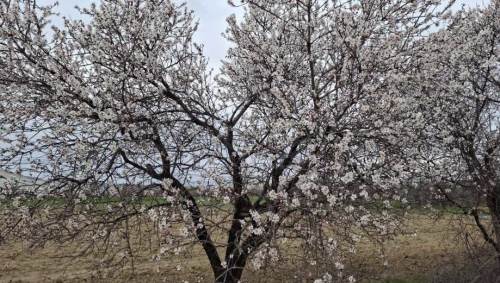 Eskişehir’de yalancı bahar: Ağaçlar erken çiçek açtı
