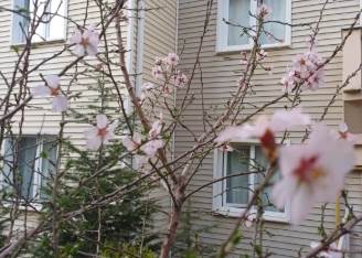 Eskişehir'de yalancı bahara aldanan ağaçlar çiçek açtı