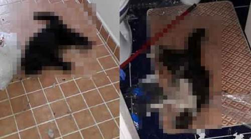 Eskişehir'de yalnız bırakılan kediler açlık ve susuzluktan öldü