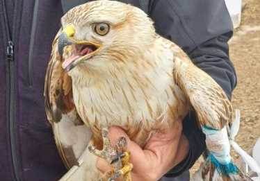 Eskişehir’de yaralı kızıl şahin, çobanların yardımıyla kurtarıldı