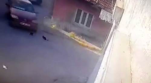 Eskişehir'de yavru kedilere yapılan vicdansızlık cezasız kalmadı!