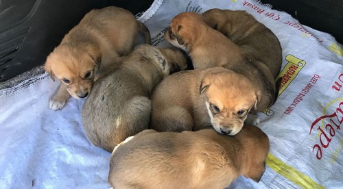 Eskişehir'de yavru köpekler ölüme terk edildi