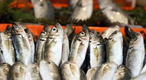 Eskişehir'de yaz sıcakları balıkçıyı vurdu: Fiyatlar düşük ama...