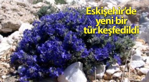 Eskişehir'de yeni bir bitki keşfedildi
