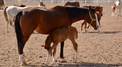 Eskişehir'de yeni şampiyon adayları dünyaya gözlerini açtı!