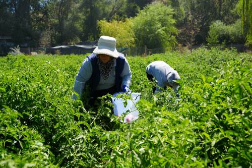 Eskişehir’de yerel tohumlar sofralara taşınıyor