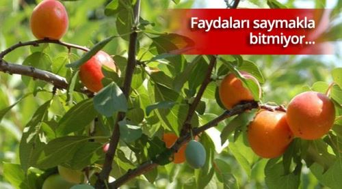 Eskişehir'de yetiştirdiler