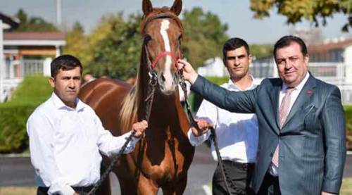 Eskişehir'de yetiştirilen taylarla rekor satış!