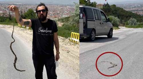 Eskişehir'de yılan tedirginliği
