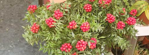 Eskişehir'de yılbaşı öncesi kokina tezgâhların gözdesi oldu!