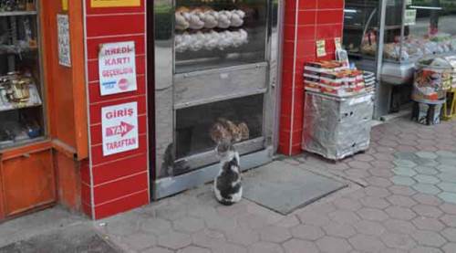 Eskişehir’de yiyemediği etleri böyle izledi