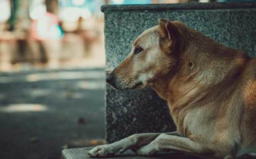 Eskişehir'de yüksek sıcaklıklar hayvanları da bunalttı!