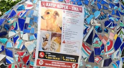Eskişehir’de yürek burkan bekleyiş: Kayıp köpek için ilan asıldı