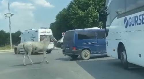 Eskişehir'de yürek burkan vicdansızlık