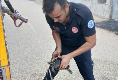Eskişehir'de yürek ısıtan kurtarma! Alevlerin arasındaki kaplumbağayı itfaiye kurtardı