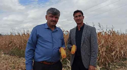 Eskişehir'de yüz güldüren hasat: Ton başına fiyatı...