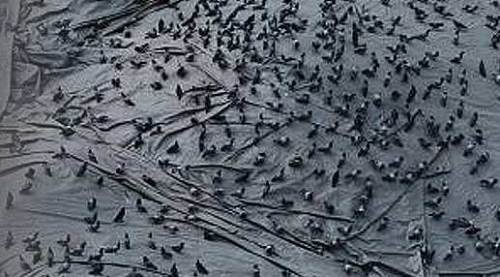 Eskişehir'de yüzlerce güvercin oraya uçuyor, çünkü...