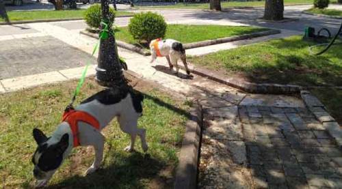 Eskişehir'de yüzleri gülümseten serinleme yöntemi