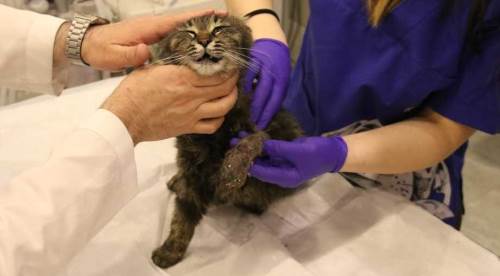 Eskişehir'de zalimce işkenceye uğrayan kediden kötü haber!