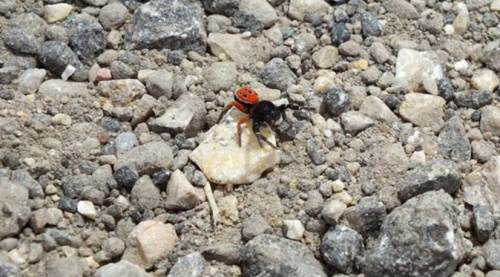 Eskişehir'de zehirli örümcek görüldü, sosyal medya sallandı