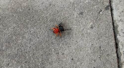 Eskişehir'de zehirli uğur böceği örümceği paniği!